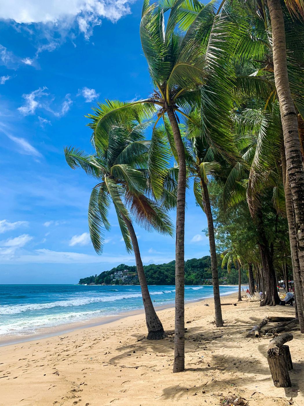 Coconut palms leaning over a golden sand beach in Phuket